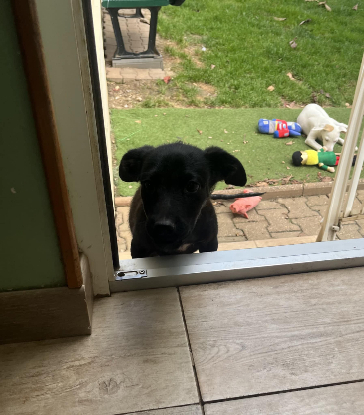 Adopter Shao