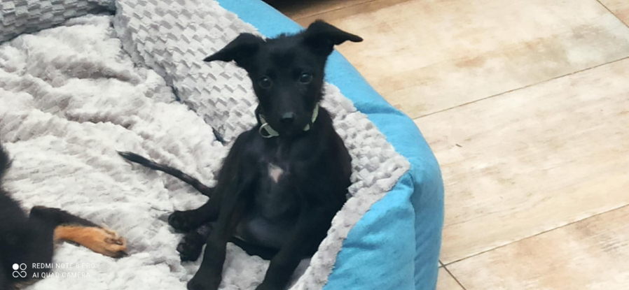 Adoption Shao