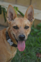 Adopter  chien : Fox