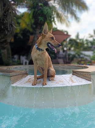 Adopter Fox