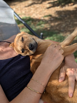 Adoption Fox