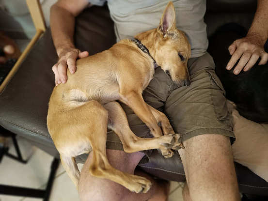 Adoption Fox