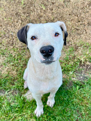 Adopter Songo