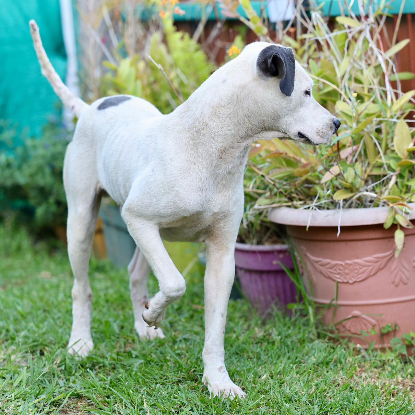 Adoption Songo