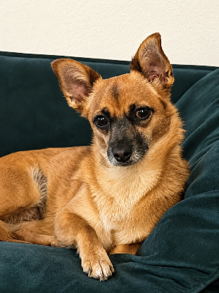 Adopter Huguette