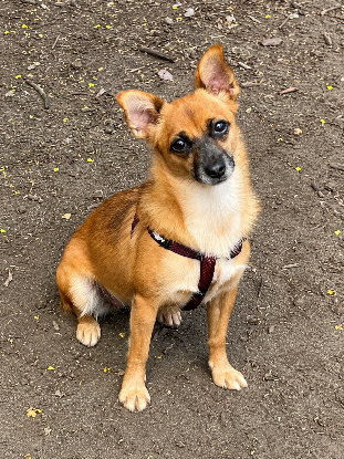 Adoption Huguette
