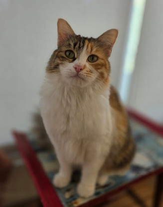 Adopter Alice