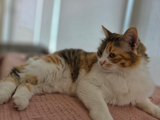Adopter Alice
