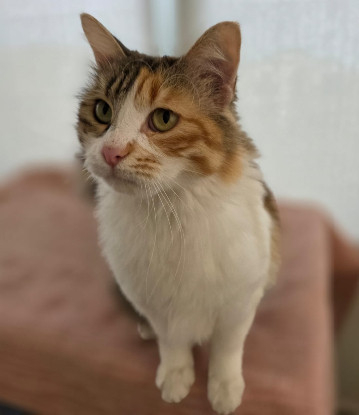 Adopter Alice