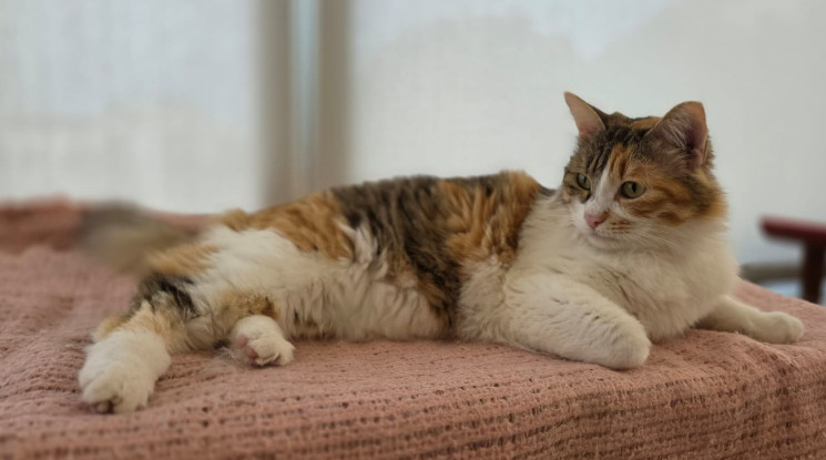 Adoption Alice