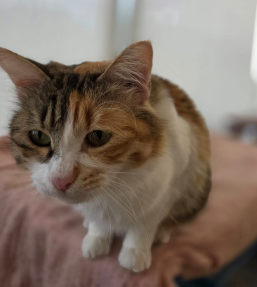 Adoption Alice