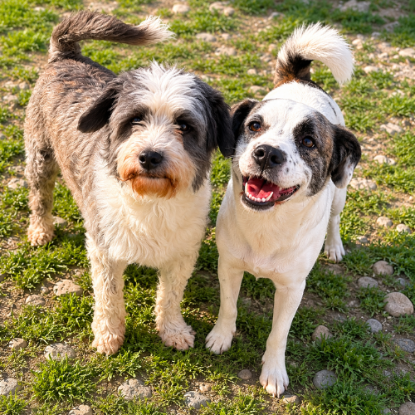Adopter Lova & lio