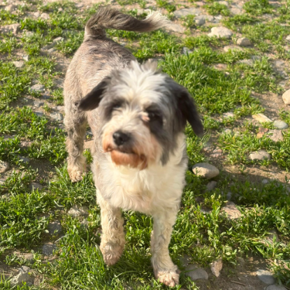 Adopter Lova & lio