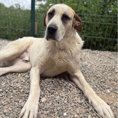 Adopter Baloo