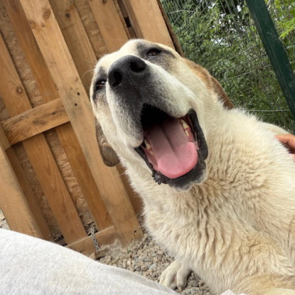 Adopter Baloo