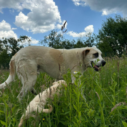 Adoption Baloo