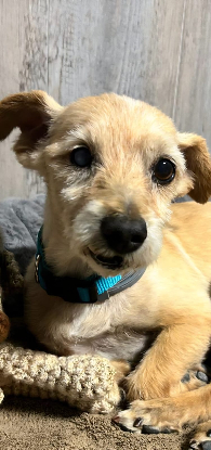 Adopter Bruno