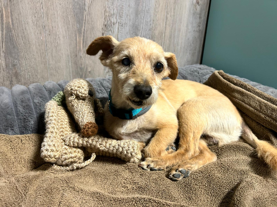 Adopter Bruno