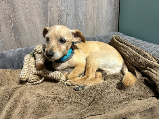 Adopter Bruno