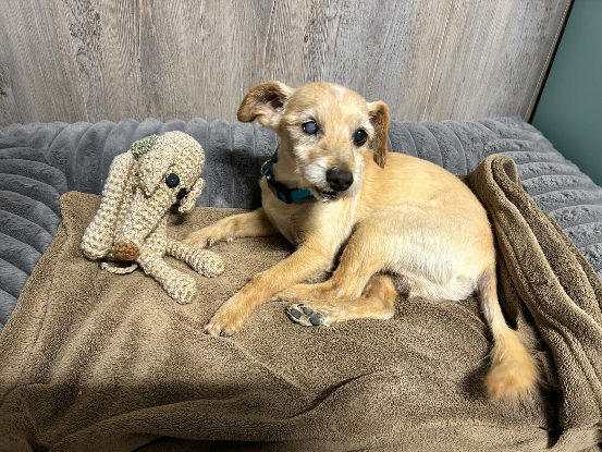 Adoption Bruno