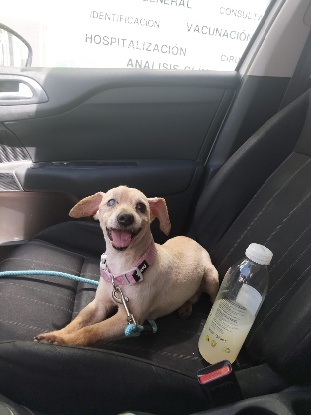 Adoption Bruno