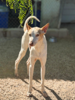Adopter  chien : Clint