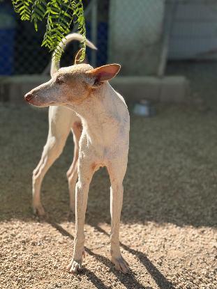 Adopter Clint