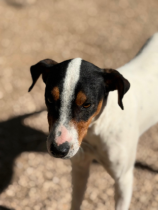 Adopter Ana