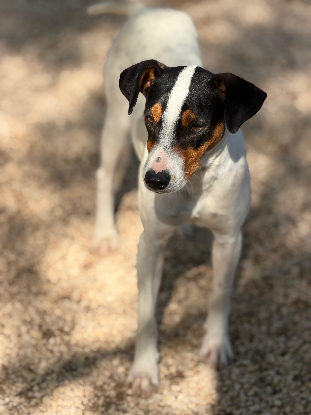 Adopter Ana