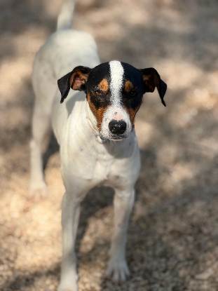 Adopter Ana