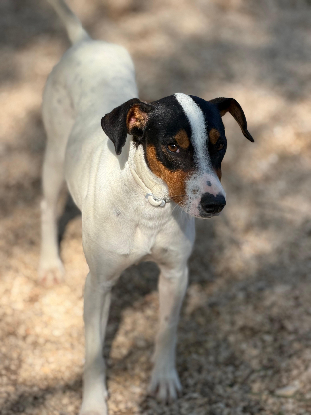 Adoption Ana