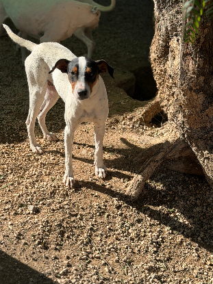 Adoption Ana