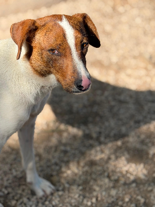 Adoption Claudia