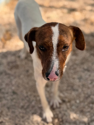 Adoption Claudia