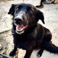 Adopter  chien : Greta