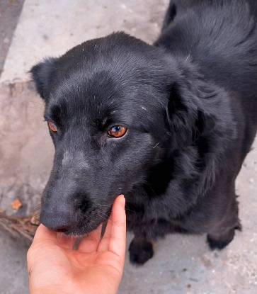 Adopter Greta
