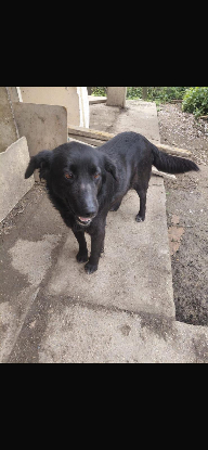 Adopter Greta