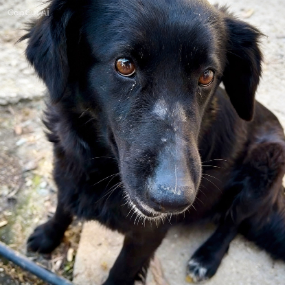 Adoption Greta