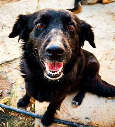 Adoption Greta