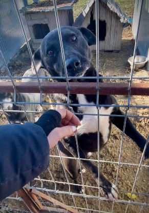 Adopter Joe