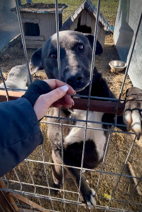 Adopter Joe