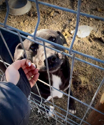 Adopter Joe
