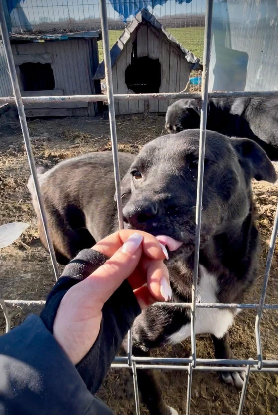 Adoption Joe