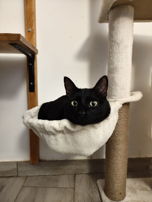 Adopter Coco