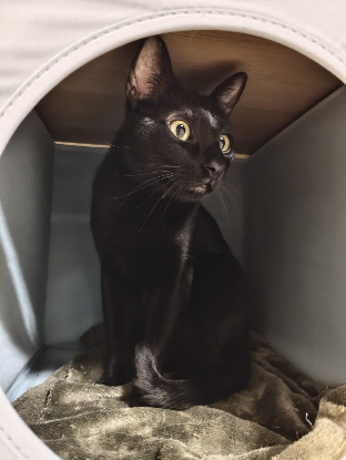 Adopter Coco
