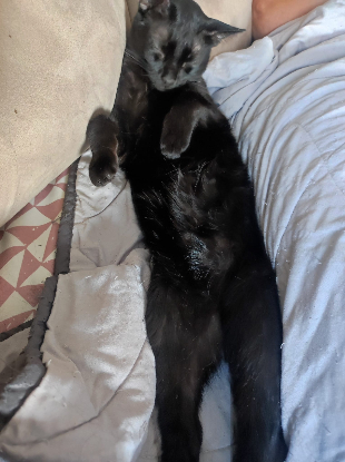 Adopter Coco
