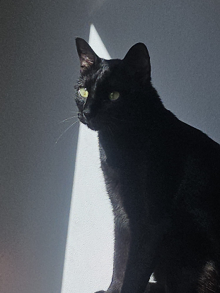 Adoption Coco