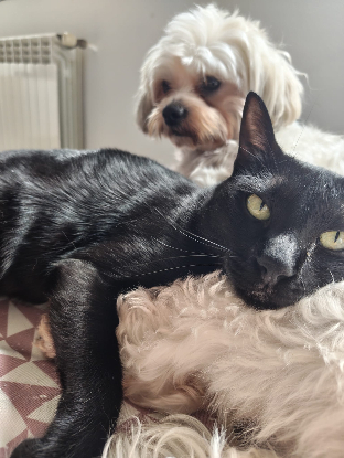 Adoption Coco