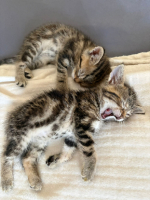 Adopter  chat : Nat et nin