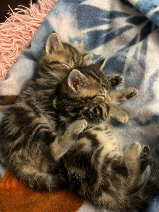 Adopter Nat et nin